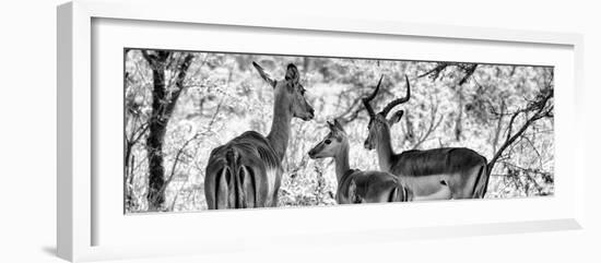 Awesome South Africa Collection Panoramic - Impala Family B&W-Philippe Hugonnard-Framed Photographic Print