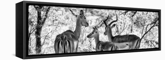Awesome South Africa Collection Panoramic - Impala Family B&W-Philippe Hugonnard-Framed Premier Image Canvas