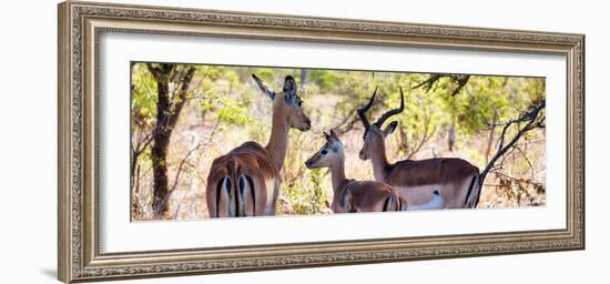 Awesome South Africa Collection Panoramic - Impala Family-Philippe Hugonnard-Framed Photographic Print
