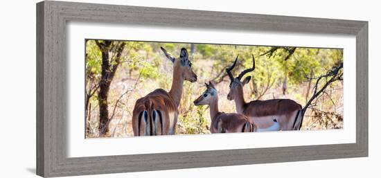 Awesome South Africa Collection Panoramic - Impala Family-Philippe Hugonnard-Framed Photographic Print