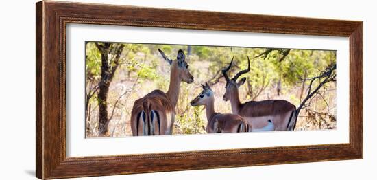 Awesome South Africa Collection Panoramic - Impala Family-Philippe Hugonnard-Framed Photographic Print