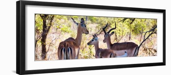 Awesome South Africa Collection Panoramic - Impala Family-Philippe Hugonnard-Framed Photographic Print