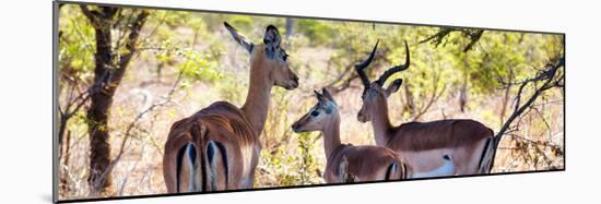 Awesome South Africa Collection Panoramic - Impala Family-Philippe Hugonnard-Mounted Photographic Print