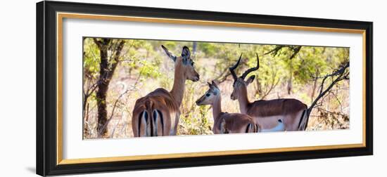 Awesome South Africa Collection Panoramic - Impala Family-Philippe Hugonnard-Framed Photographic Print