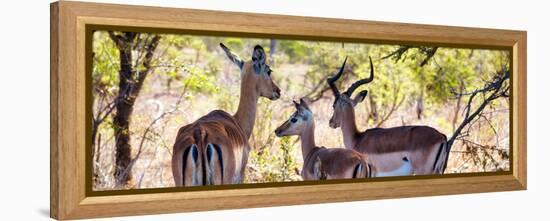 Awesome South Africa Collection Panoramic - Impala Family-Philippe Hugonnard-Framed Premier Image Canvas