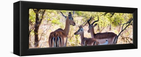 Awesome South Africa Collection Panoramic - Impala Family-Philippe Hugonnard-Framed Premier Image Canvas