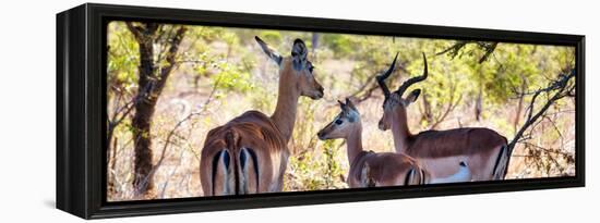 Awesome South Africa Collection Panoramic - Impala Family-Philippe Hugonnard-Framed Premier Image Canvas