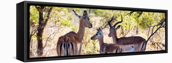 Awesome South Africa Collection Panoramic - Impala Family-Philippe Hugonnard-Framed Premier Image Canvas