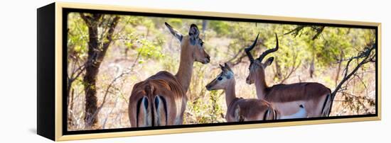 Awesome South Africa Collection Panoramic - Impala Family-Philippe Hugonnard-Framed Premier Image Canvas