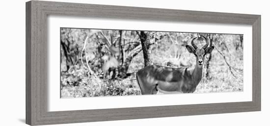 Awesome South Africa Collection Panoramic - Impala Portrait B&W-Philippe Hugonnard-Framed Photographic Print