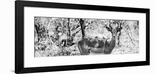 Awesome South Africa Collection Panoramic - Impala Portrait B&W-Philippe Hugonnard-Framed Photographic Print