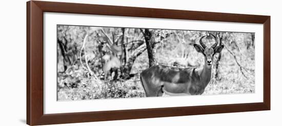 Awesome South Africa Collection Panoramic - Impala Portrait B&W-Philippe Hugonnard-Framed Photographic Print