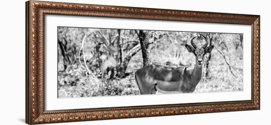 Awesome South Africa Collection Panoramic - Impala Portrait B&W-Philippe Hugonnard-Framed Photographic Print