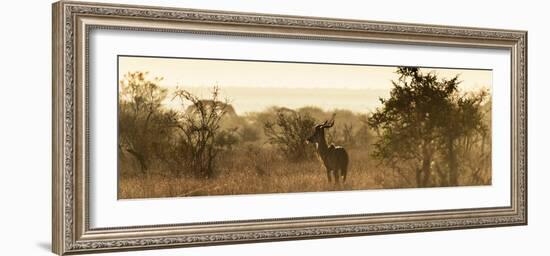 Awesome South Africa Collection Panoramic - Impala Sunrise-Philippe Hugonnard-Framed Photographic Print