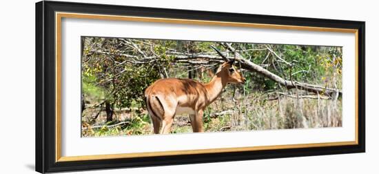 Awesome South Africa Collection Panoramic - Impala-Philippe Hugonnard-Framed Photographic Print