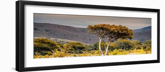 Awesome South Africa Collection Panoramic - Lone Acacia Tree II-Philippe Hugonnard-Framed Photographic Print