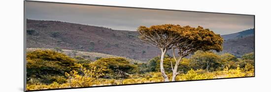 Awesome South Africa Collection Panoramic - Lone Acacia Tree II-Philippe Hugonnard-Mounted Photographic Print