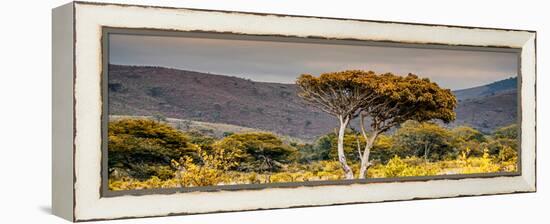 Awesome South Africa Collection Panoramic - Lone Acacia Tree II-Philippe Hugonnard-Framed Premier Image Canvas