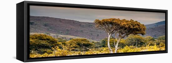 Awesome South Africa Collection Panoramic - Lone Acacia Tree II-Philippe Hugonnard-Framed Premier Image Canvas