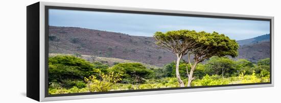 Awesome South Africa Collection Panoramic - Lone Acacia Tree-Philippe Hugonnard-Framed Premier Image Canvas