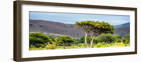 Awesome South Africa Collection Panoramic - Lone Acacia Tree-Philippe Hugonnard-Framed Photographic Print