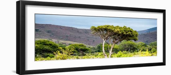 Awesome South Africa Collection Panoramic - Lone Acacia Tree-Philippe Hugonnard-Framed Photographic Print