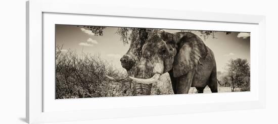 Awesome South Africa Collection Panoramic - Male African Elephant II-Philippe Hugonnard-Framed Photographic Print