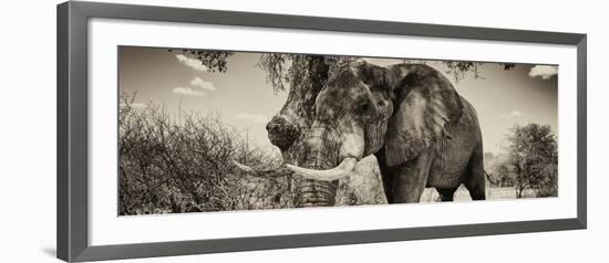 Awesome South Africa Collection Panoramic - Male African Elephant II-Philippe Hugonnard-Framed Photographic Print