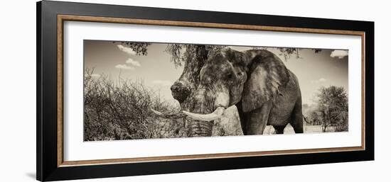 Awesome South Africa Collection Panoramic - Male African Elephant II-Philippe Hugonnard-Framed Photographic Print