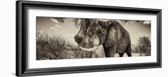 Awesome South Africa Collection Panoramic - Male African Elephant II-Philippe Hugonnard-Framed Photographic Print