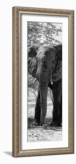 Awesome South Africa Collection Panoramic - Old African Elephant B&W-Philippe Hugonnard-Framed Photographic Print