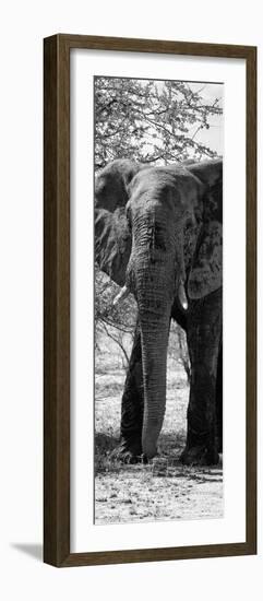 Awesome South Africa Collection Panoramic - Old African Elephant B&W-Philippe Hugonnard-Framed Photographic Print