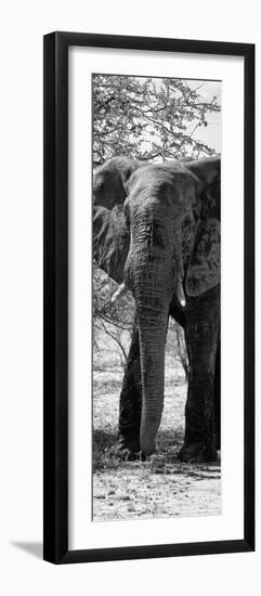 Awesome South Africa Collection Panoramic - Old African Elephant B&W-Philippe Hugonnard-Framed Photographic Print