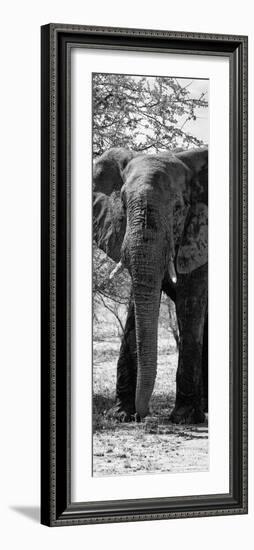 Awesome South Africa Collection Panoramic - Old African Elephant B&W-Philippe Hugonnard-Framed Photographic Print