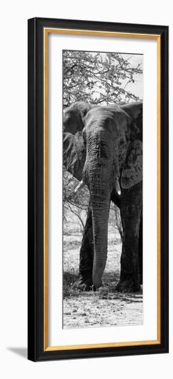 Awesome South Africa Collection Panoramic - Old African Elephant B&W-Philippe Hugonnard-Framed Photographic Print