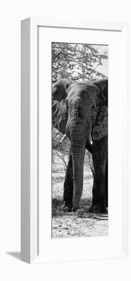 Awesome South Africa Collection Panoramic - Old African Elephant B&W-Philippe Hugonnard-Framed Photographic Print