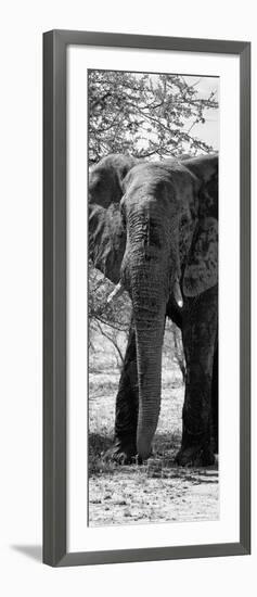 Awesome South Africa Collection Panoramic - Old African Elephant B&W-Philippe Hugonnard-Framed Photographic Print