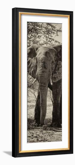 Awesome South Africa Collection Panoramic - Old African Elephant II-Philippe Hugonnard-Framed Photographic Print