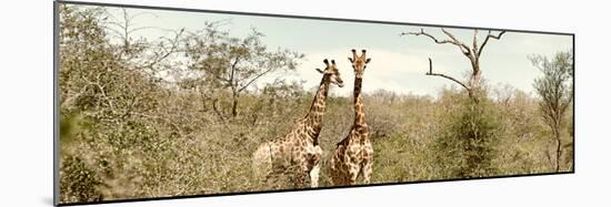 Awesome South Africa Collection Panoramic - Pair of Giraffes II-Philippe Hugonnard-Mounted Photographic Print