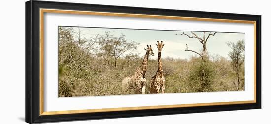 Awesome South Africa Collection Panoramic - Pair of Giraffes II-Philippe Hugonnard-Framed Photographic Print