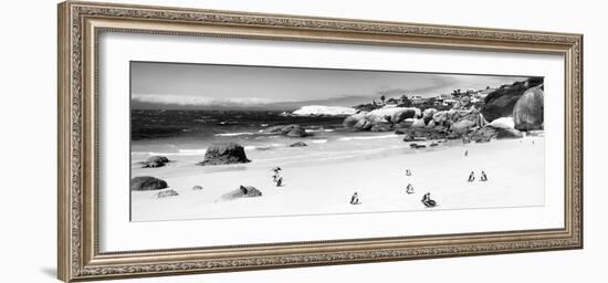 Awesome South Africa Collection Panoramic - Penguins at Boulders Beach B&W-Philippe Hugonnard-Framed Photographic Print