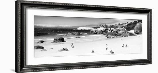 Awesome South Africa Collection Panoramic - Penguins at Boulders Beach B&W-Philippe Hugonnard-Framed Photographic Print