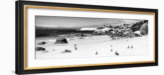 Awesome South Africa Collection Panoramic - Penguins at Boulders Beach B&W-Philippe Hugonnard-Framed Photographic Print