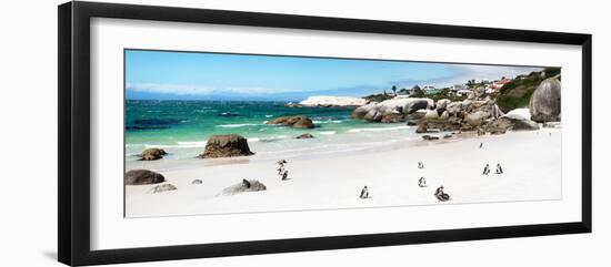 Awesome South Africa Collection Panoramic - Penguins at Boulders Beach II-Philippe Hugonnard-Framed Photographic Print