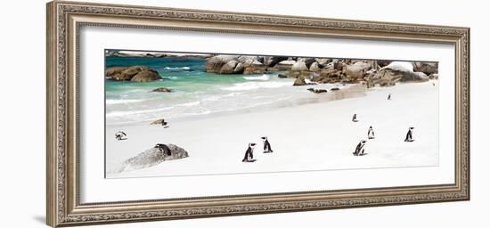 Awesome South Africa Collection Panoramic - Penguins at Boulders Beach-Philippe Hugonnard-Framed Photographic Print