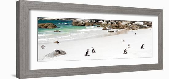 Awesome South Africa Collection Panoramic - Penguins at Boulders Beach-Philippe Hugonnard-Framed Photographic Print