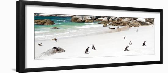 Awesome South Africa Collection Panoramic - Penguins at Boulders Beach-Philippe Hugonnard-Framed Photographic Print