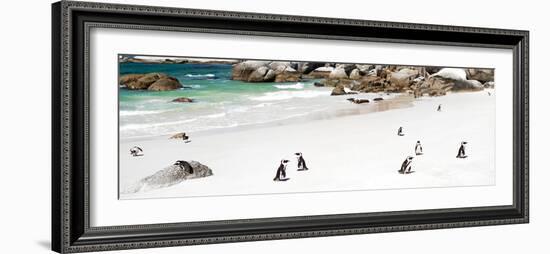 Awesome South Africa Collection Panoramic - Penguins at Boulders Beach-Philippe Hugonnard-Framed Photographic Print