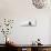 Awesome South Africa Collection Panoramic - Penguins Kissing B&W-Philippe Hugonnard-Photographic Print displayed on a wall