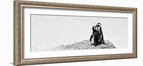 Awesome South Africa Collection Panoramic - Penguins Kissing B&W-Philippe Hugonnard-Framed Photographic Print